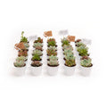 2 in. Rosette Succulents Plant with White Metal Pails and Thank You Tags (30-Pack) F84883