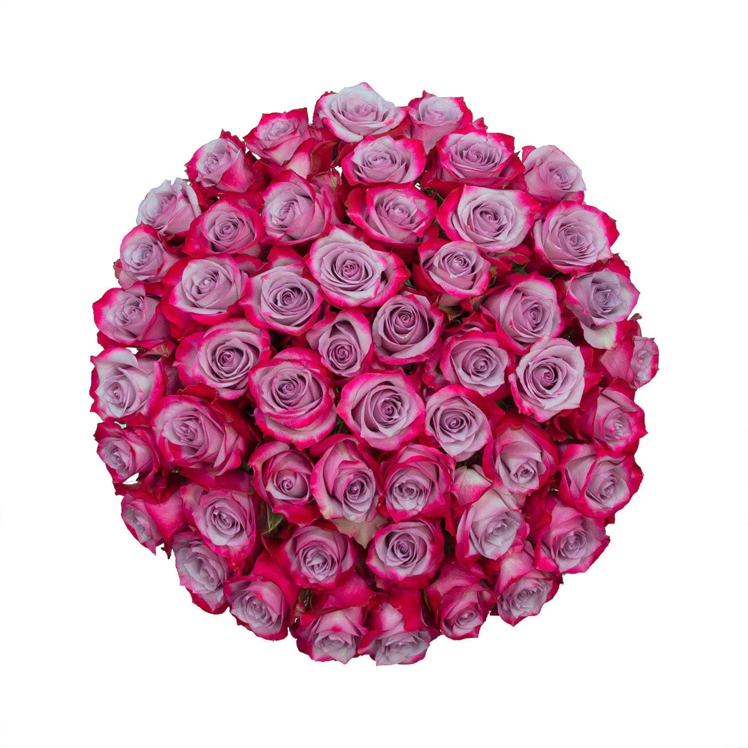 Deep Purple Roses (50 Stems) E36948
