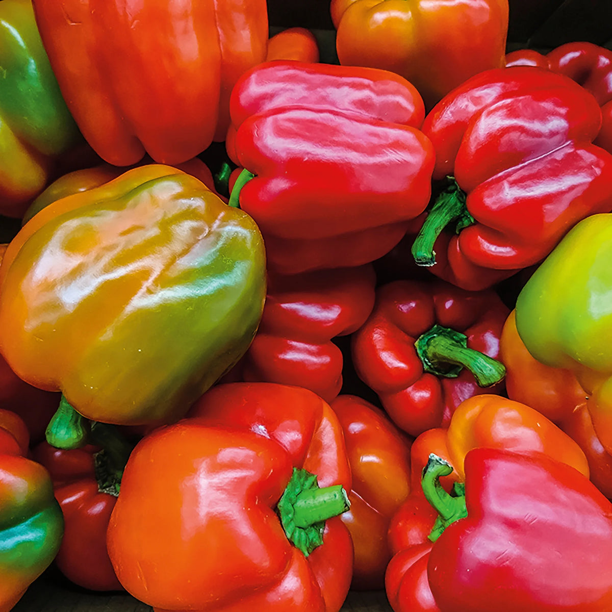Organic Sweet Keystone Giant Bell Pepper Seeds, 1 Seed Packet D9656